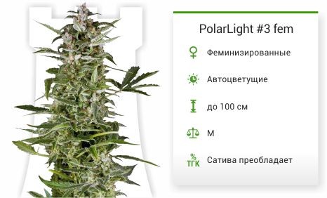 PolarLight #3 fem от Dutch Passion
