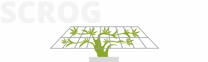 SCROG
