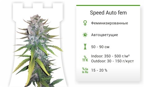 Speed Auto fem (Sweet Seeds)
