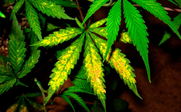 Пожелтевшие листья конопли