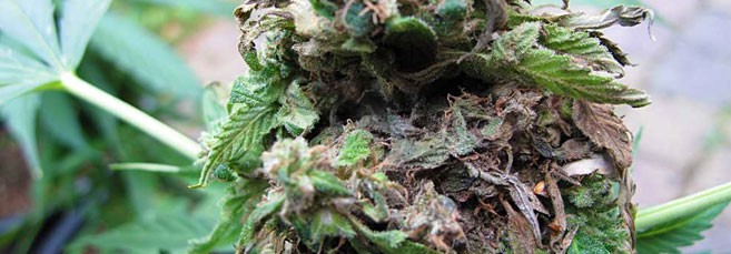 Серая гниль