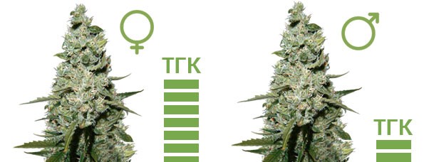 ТГК в женских и мужских растениях