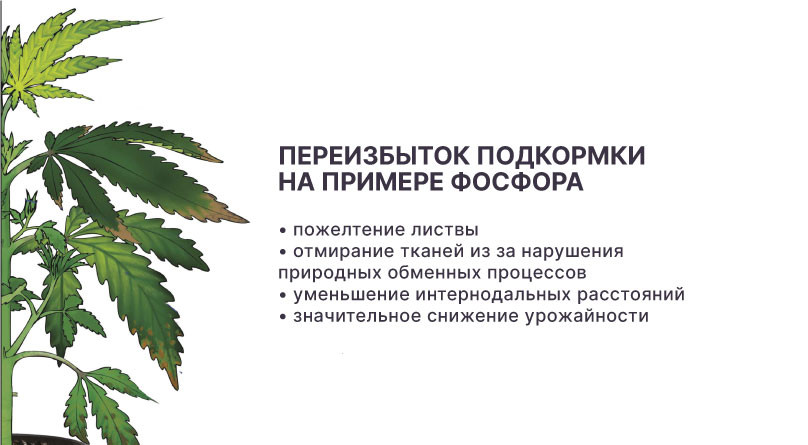 Переизбыток фосфором