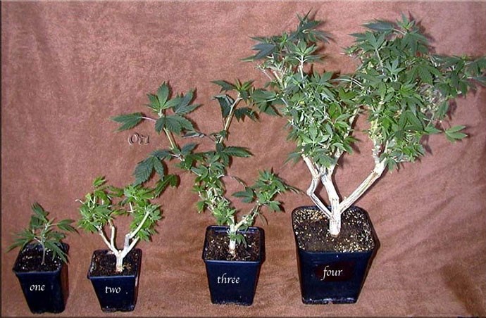 Суть клонирования конопли