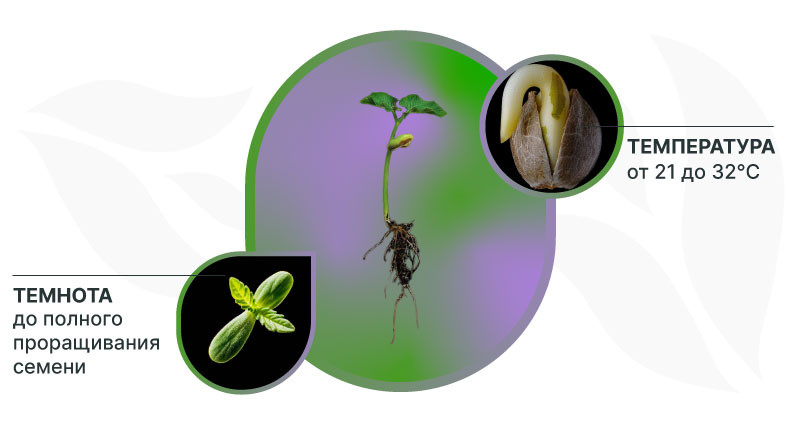 Условия проращивания семян конопли