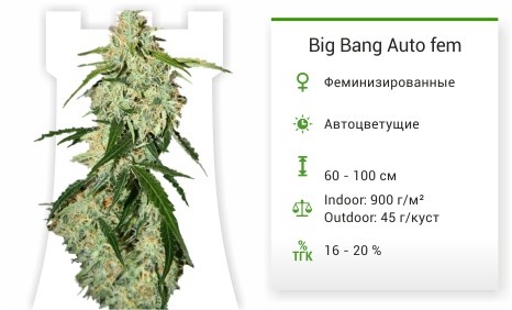 Big Bang Auto fem (Green House Seeds)