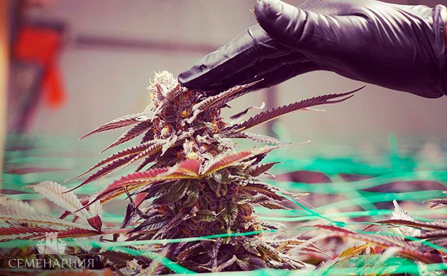 Соцветия марихуаны