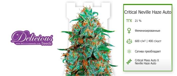 Critical Neville Haze Auto