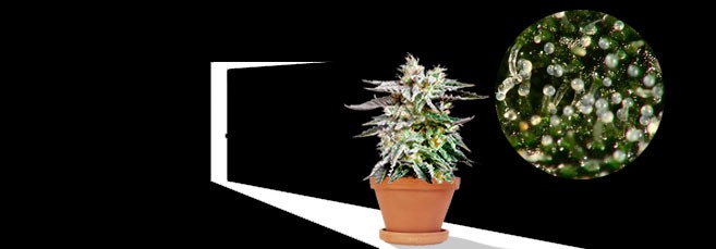 Правильное время сбора урожая