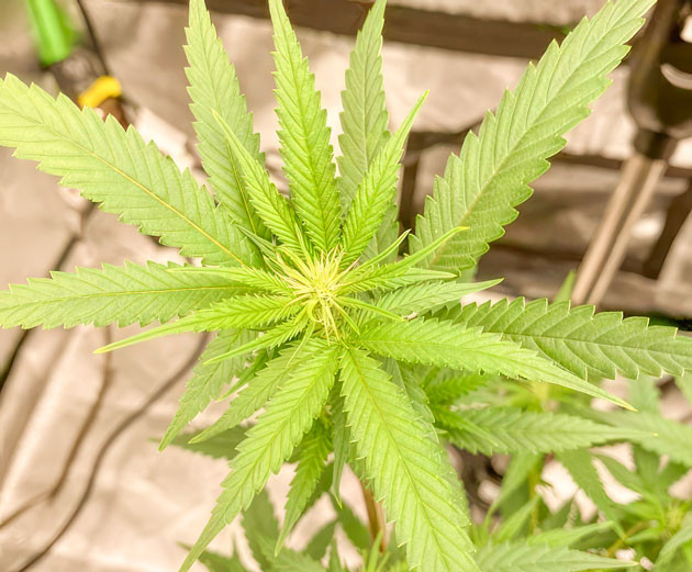 Куст Blueberry Muffin на фазе цветения