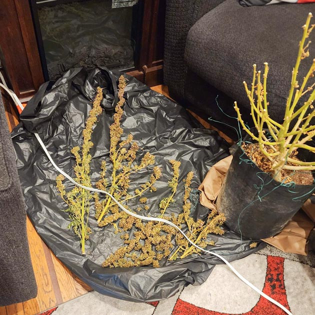 Собранный урожай в 508 грамм