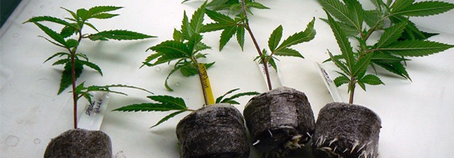 Проращивание семян в торфяных таблетках