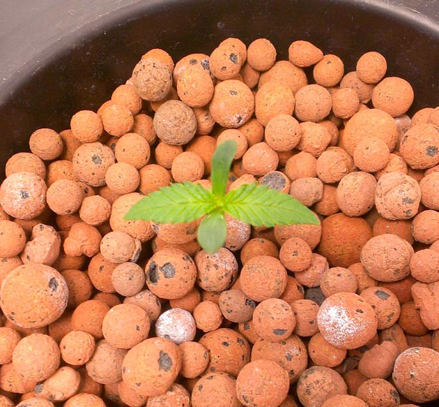 Росток Green Gelato от Royal Queen Seeds на 2 неделе