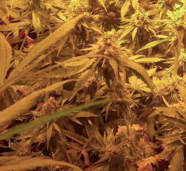 Куст Eleven Roses на 14 неделе выращивания