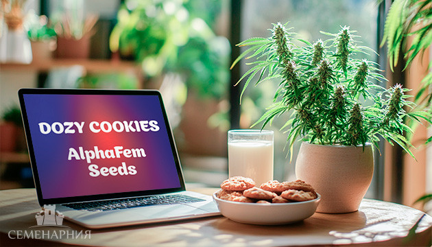 Гроурепорт сорта Dozy Cookies