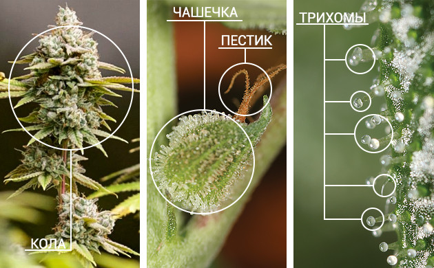 Строение шишек конопли