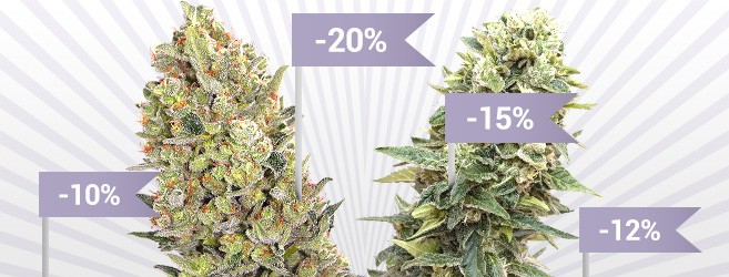 Семена конопли со скидкой от 10 до 20%