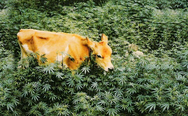 Животные и техническая конопля