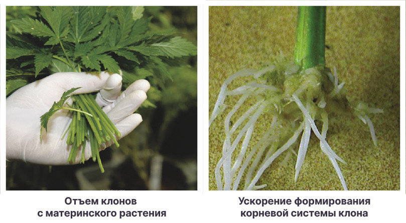 Стимуляторы для укоренения клонов конопли