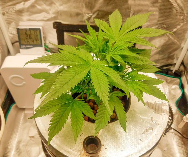 Куст Bruce Banner Auto от FastBuds на стадии вегетации