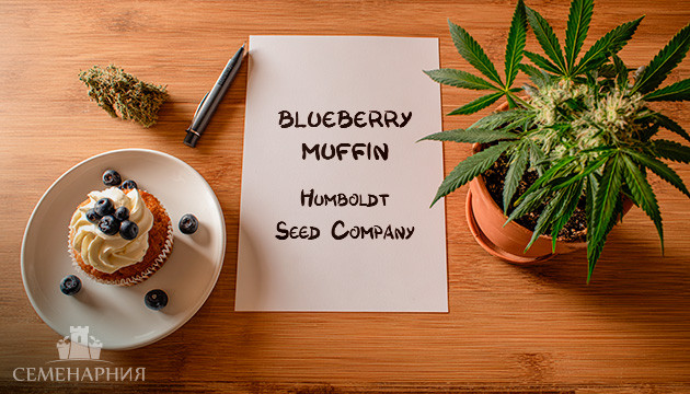 Выращивание сорта марихуаны Blueberry Muffin от Humboldt Seed Company