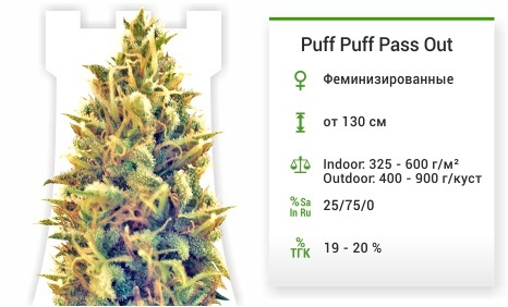 описание сорта Puff Puff Pass Out