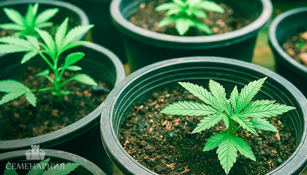 Сколько кустов марихуаны можно посадить на м2