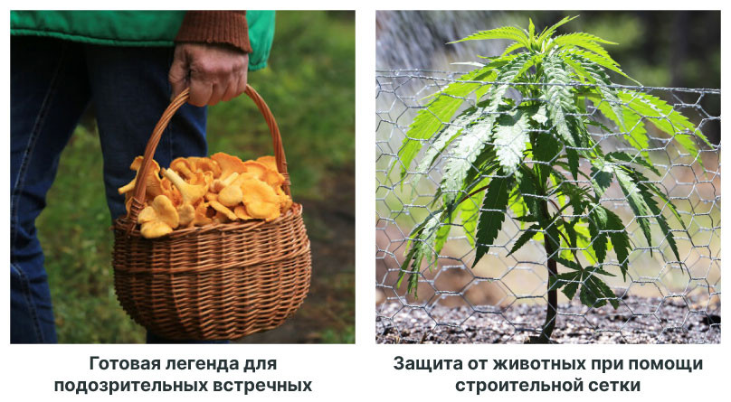 Секреты безопасного грова в лесу