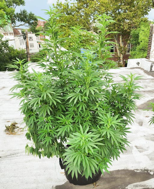 10 и 11 недели выращивания