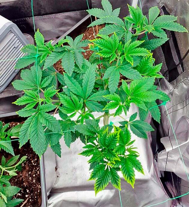 5 неделя развития сорта Poddy Mouth