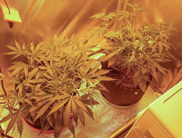 Цветение на 5 неделе