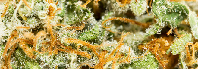 Цветения автоцветущей конопли