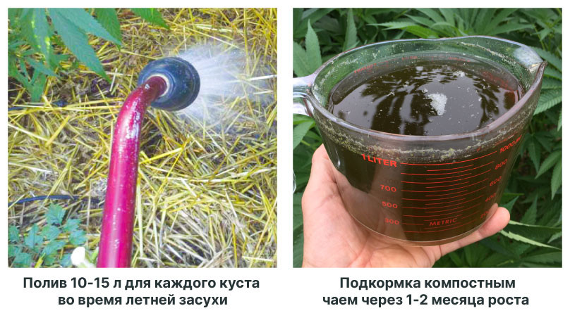 Секреты полива конопли на открытом воздухе