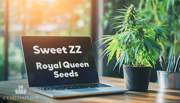 Выращивание сорта Sweet ZZ