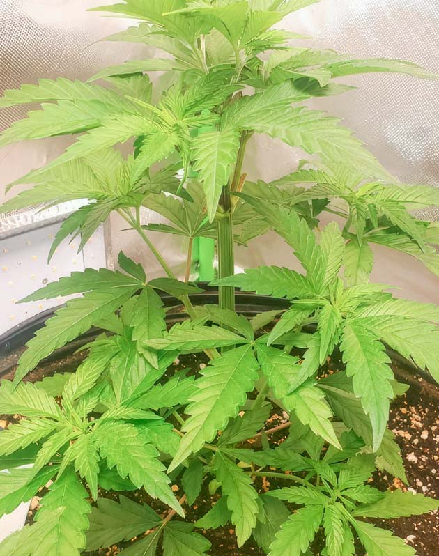 Куст Cafe Racer от Blimburn Seeds на стадии вегетации