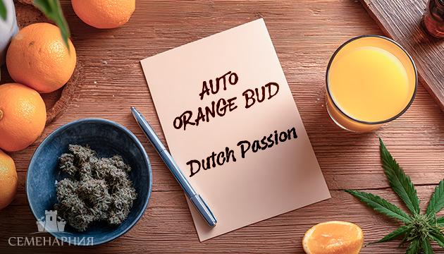 Гроурепорт сорта Auto Orange Bud