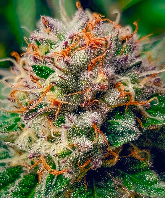 Куст DDoS #33 от сидбанка Herbies Seeds на 11 неделе