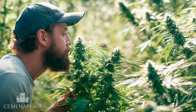 Запах марихуаны