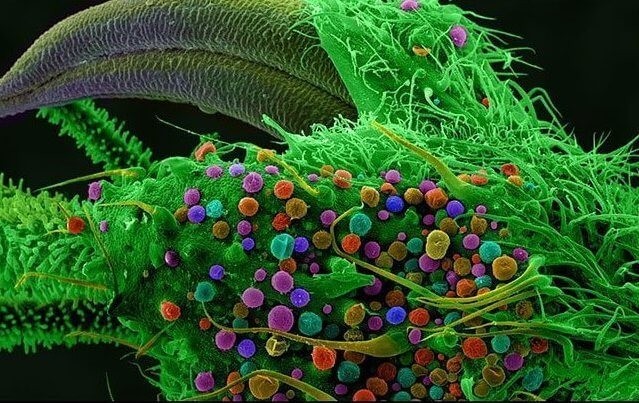 Фото марихуаны под микроскопом