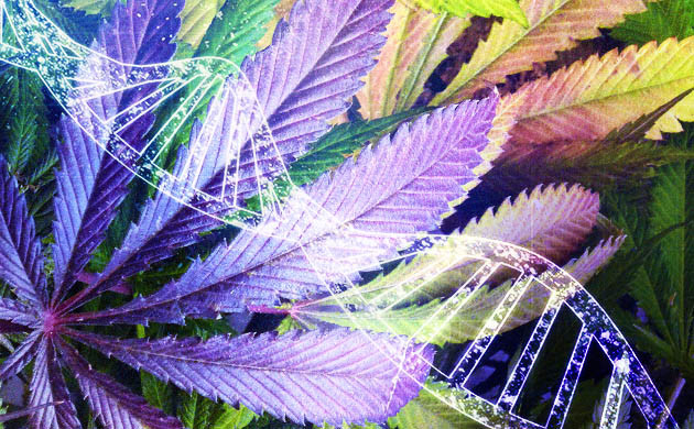 Скрещивание рудералиса с сортовой коноплей