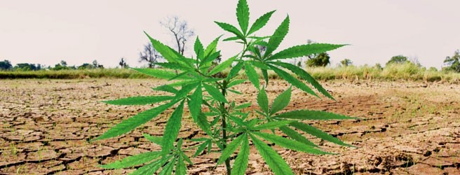 Самые стойкие сорта марихуаны