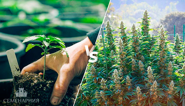 Горшок или грядка: выбор для аутдора