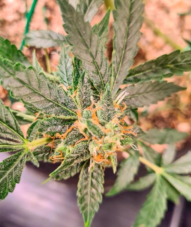 Куст Auto Orange Bud на 12-13 неделе выращивания