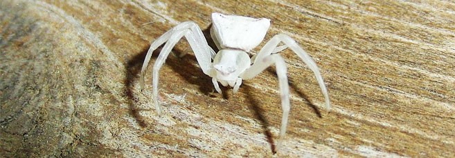 Лучшие сорта конопли White Widow