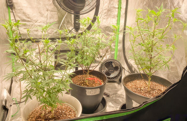 Кусты Blueberry Muffin от Humboldt Seed Company на 9 неделе