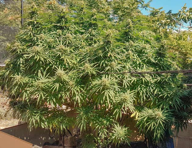 Куст Runtz Muffin на 28-29 неделе выращивания