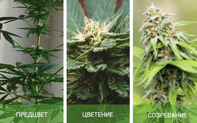 Стадии роста конопли