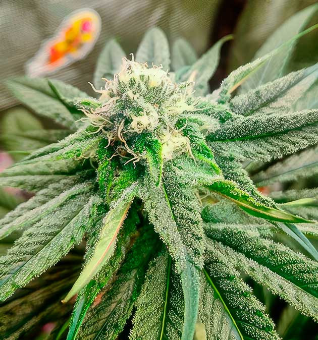 Куст Banana Punch на стадии цветения