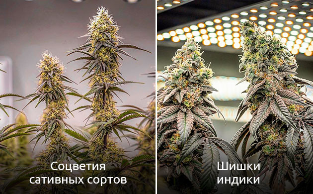 Отличия соцветий сативы и индики