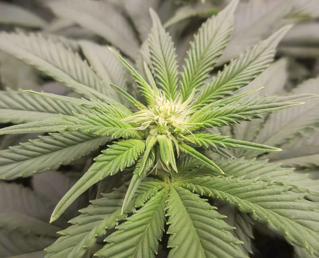 Соцветие Grandaddy Purple на 9 неделе выращивания